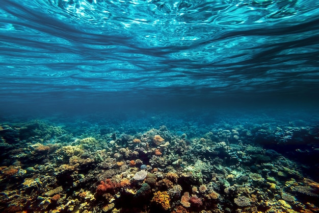 Um recife de coral subaquático no Mar Vermelho