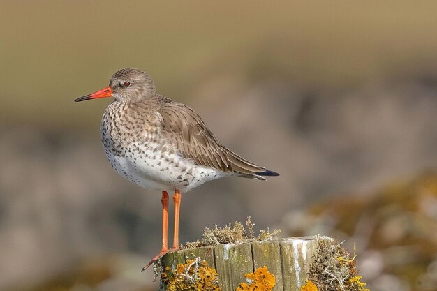 Foto um redshank sentinela de pé em um poste