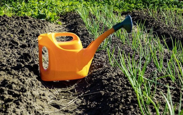 Um regador e cebolas plantadas em um dia ensolarado