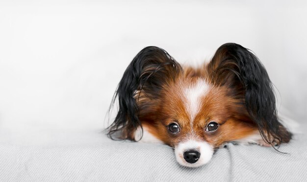 Um retrato aproximado de um cachorro deitado em uma cama olha para o quadro contra um fundo claro