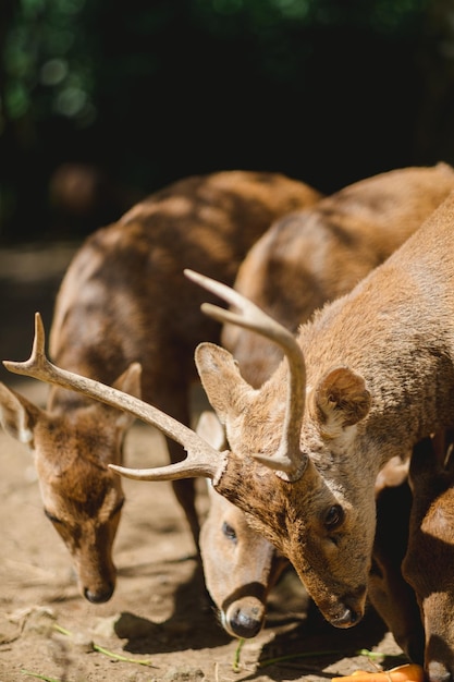 Foto um retrato de bawean deer