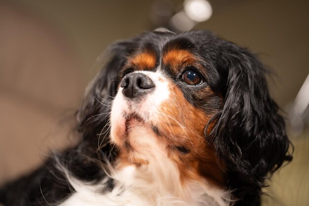 Um retrato de cão adulto tirado no interior da casa Cão posando em degraus de escadas