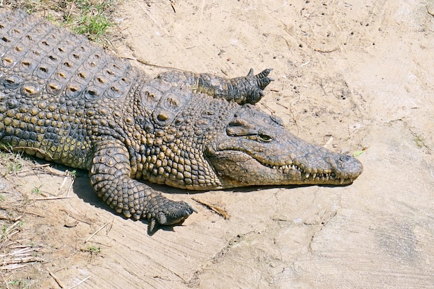 Um retrato de crocodilo crocodilo de água doce da fazenda