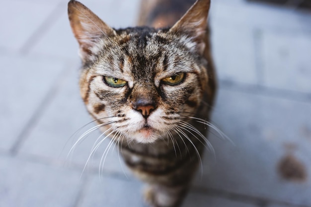 Um retrato de gato de perto