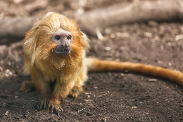 Um retrato de Leontopithecus rosalia do mico-leão-dourado