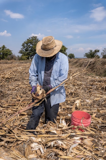 Um retrato de um agricultor mexicano feliz coletando milho