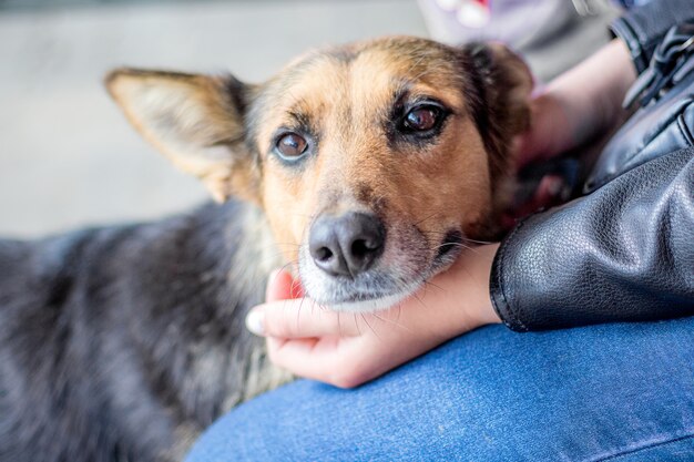 Um retrato de um cão com as mãos do proprietário