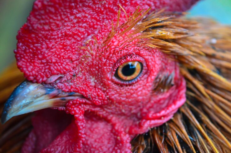 Foto um retrato de um galo. esta é uma bela imagem detalhada de um galo de pássaro.