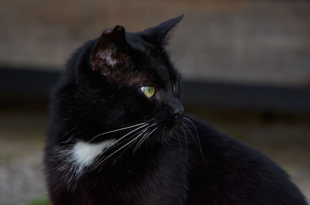 Um retrato de um gato preto olhando para a direita