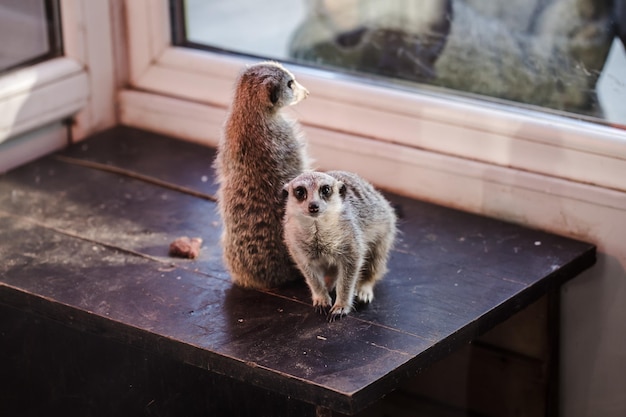 Um retrato de um meerkat