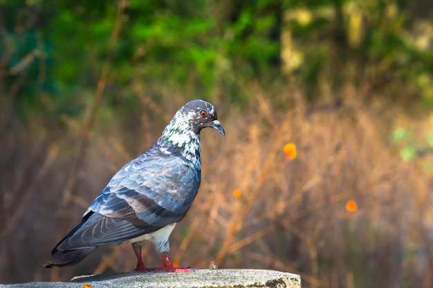 Um retrato de um pombo doméstico ou também conhecido como pombo-rocha em um fundo desfocado suave