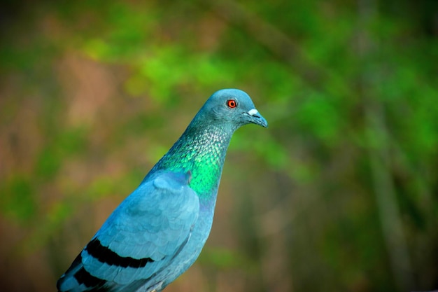 Um retrato de um pombo doméstico