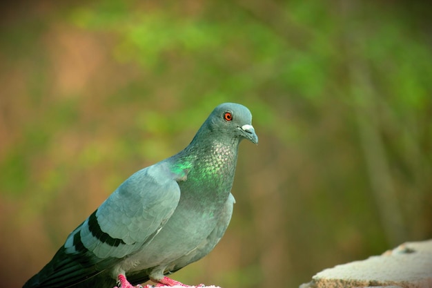 Um retrato de um pombo doméstico