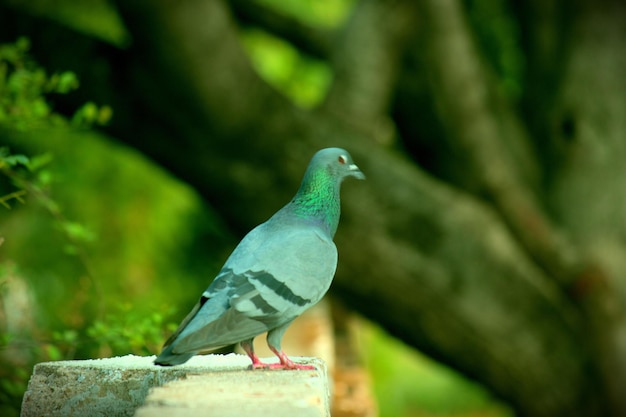 Um retrato de um pombo doméstico