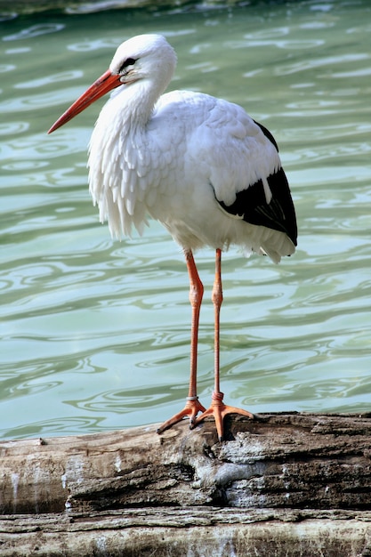 um retrato de uma cegonha na natureza