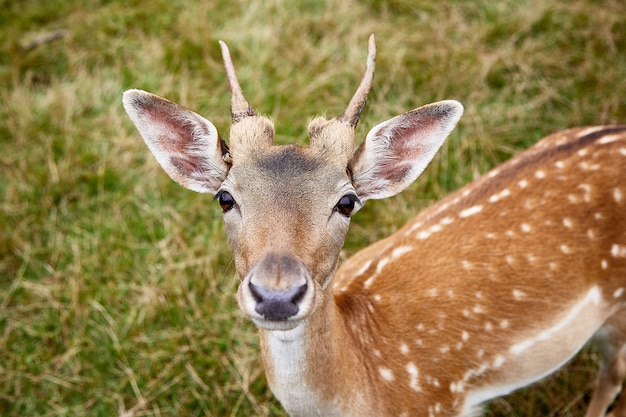 Um retrato do close-up de um jovem cervo sika cervus nippon. animal em um habitat natural em um fundo de grama. retratos grandes mostram grandes olhos surpresos, orelhas erguidas e pequenos chifres. foco seletivo