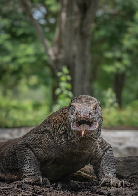 Foto um retrato do dragão de komodo