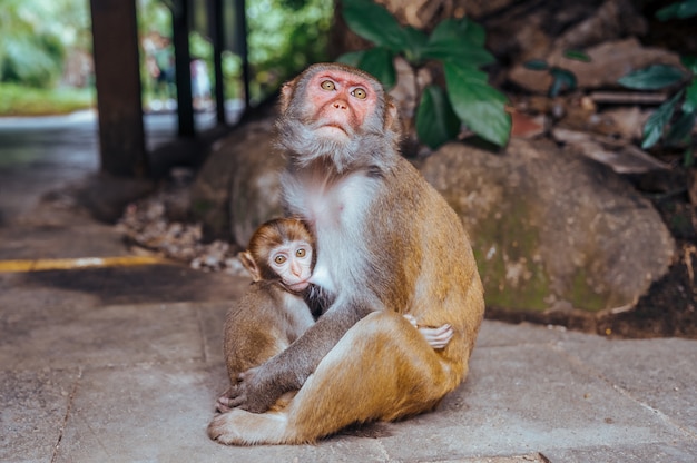 Um retrato do macaco mãe Rhesus macaque alimentando e protege seu bebê fofo no tropical forest forest de Hainan, China. Cena da vida selvagem com animal de perigo. Macaca mulata.
