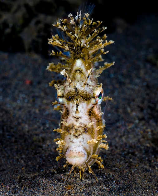 Um retrato do mundo subaquático Leafy Filefish de Bali