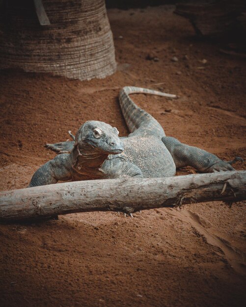 Um retrato fantástico de um dragão de komodo