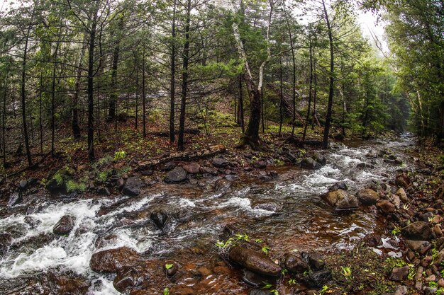 Foto um riacho a fluir entre as árvores da floresta