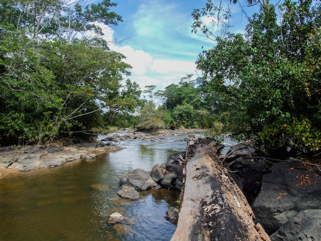 Um riacho a fluir pela floresta