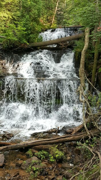 Foto um riacho a fluir pela floresta