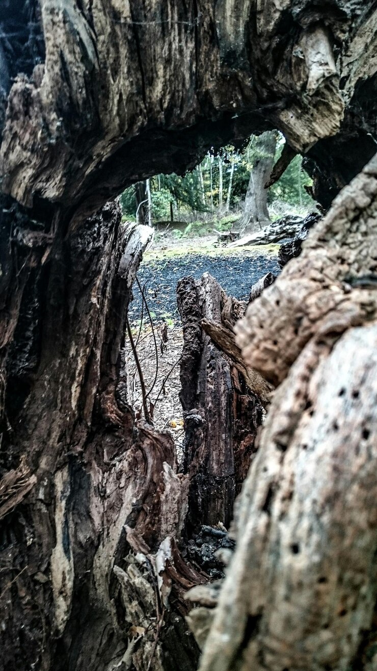 Foto um riacho a passar pela floresta