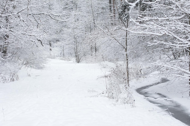 Um riacho congelado em uma floresta branca de neve Winter Park