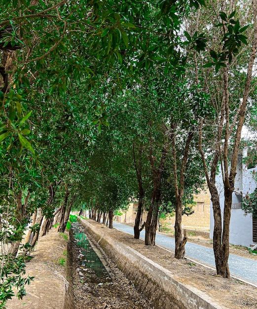 Um riacho correndo por uma rua arborizada com um prédio ao fundo.