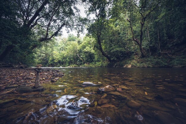 Foto um riacho fluindo através de rochas na floresta