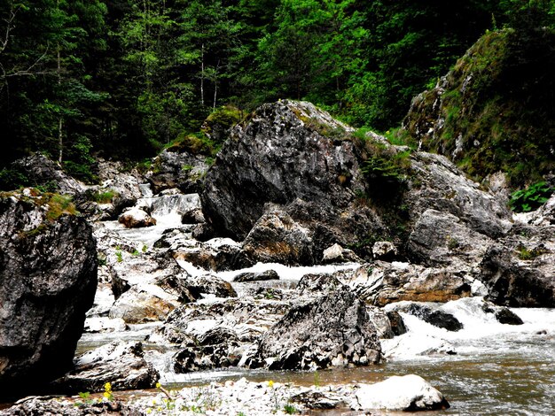 Foto um riacho fluindo através de rochas na floresta