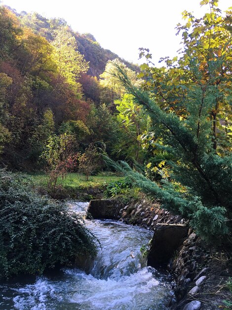 Foto um riacho fluindo através de rochas na floresta