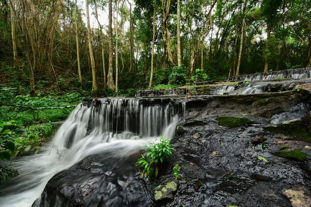 Um riacho fluindo no meio da floresta.