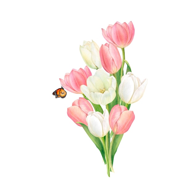 Um rico buquê de tulipas brancas e rosa e uma ilustração de aquarela desenhada à mão de borboleta