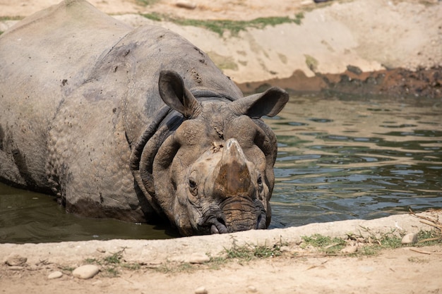 Um rinoceronte está na água e está olhando para a câmera.