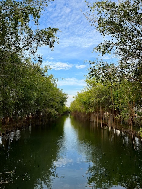 Um rio com árvores e água no meio