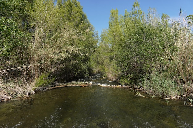 Um rio com árvores e um riacho em primeiro plano