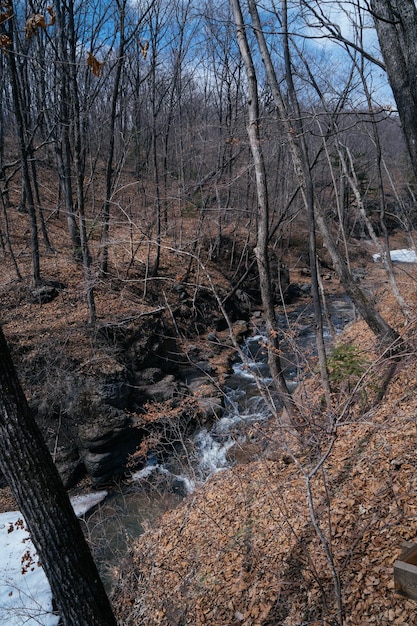 Um rio corre entre rochas em uma área florestal Rio de montanha Natureza selvagem