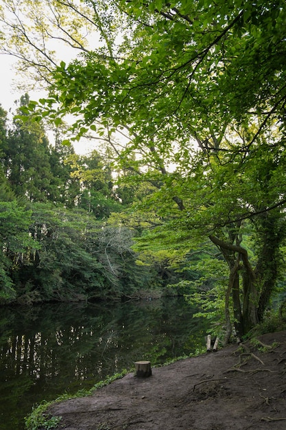 Um rio corre pela mata e é cercado por árvores e uma floresta verde.