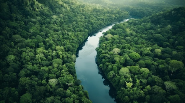 Um rio corre pela selva