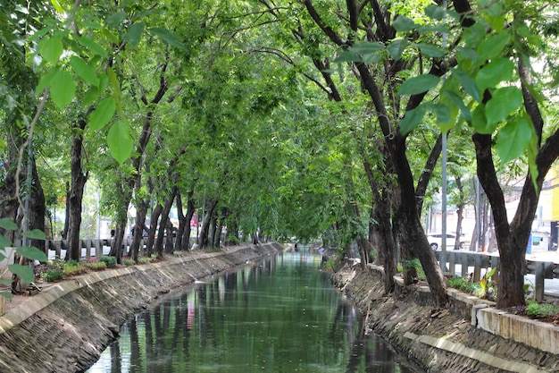 Um rio da cidade com árvores frondosas