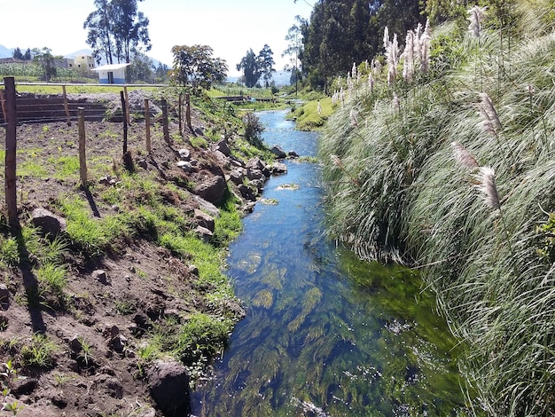 Um rio estreito com algas no fundo ao longo das plantações Banos Equador