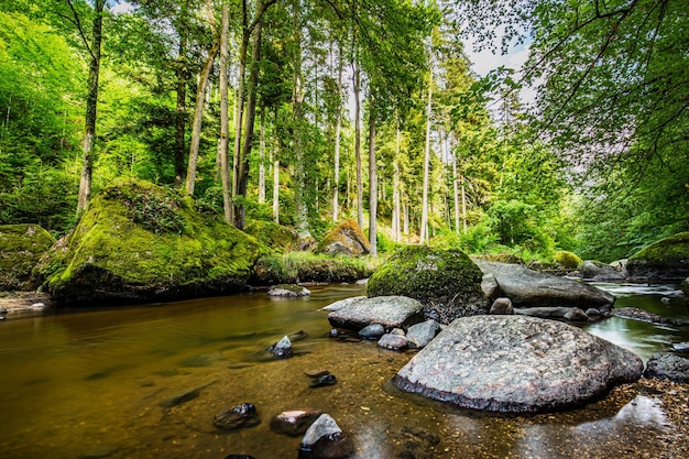 Um rio na floresta com pedras e árvores