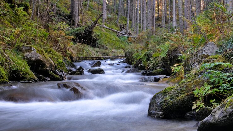 Um rio na floresta com uma floresta ao fundo