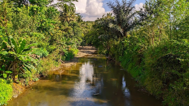 Um rio na selva com árvores e um fundo do céu