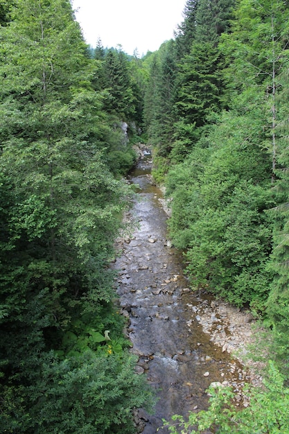 um rio que atravessa uma floresta