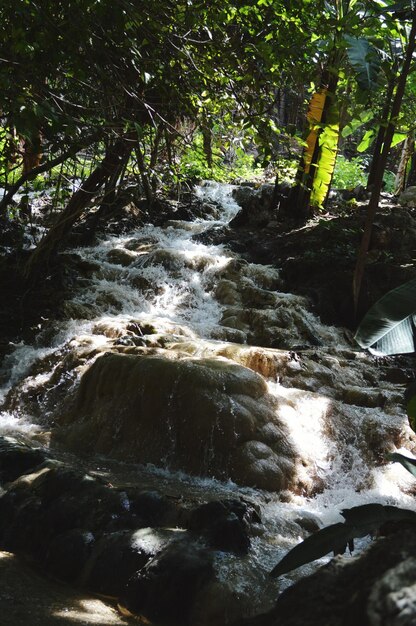 Um rio que flui pela floresta