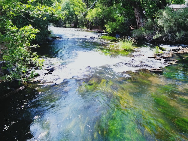 Um rio que flui pela floresta