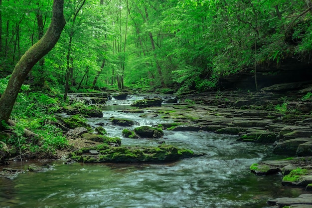 Um rio que flui pela floresta